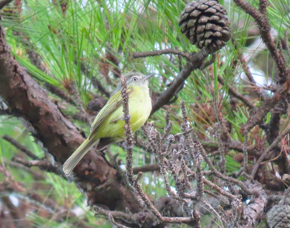 Yellow-olive Flatbill - ML619938359