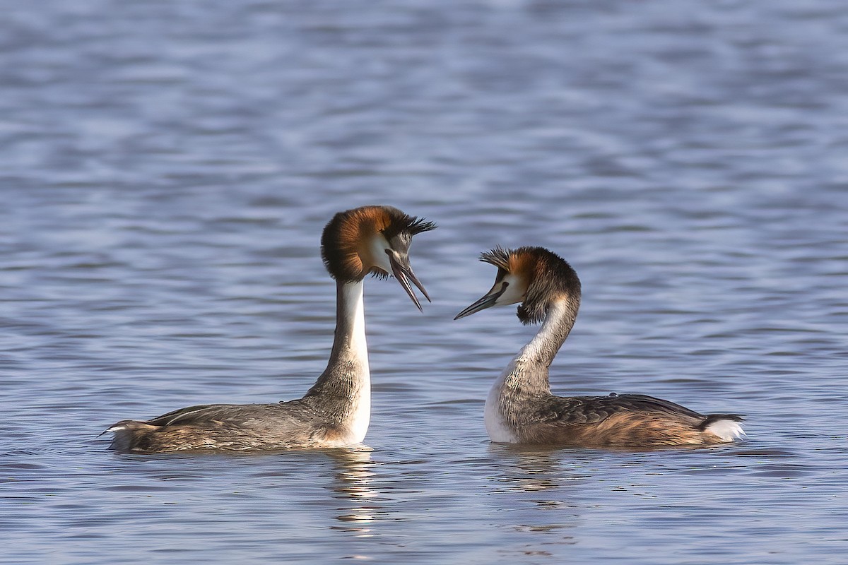 Great Crested Grebe - ML619938362
