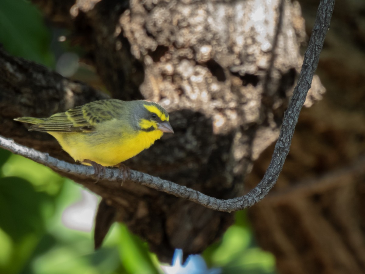 Yellow-fronted Canary - ML619938369