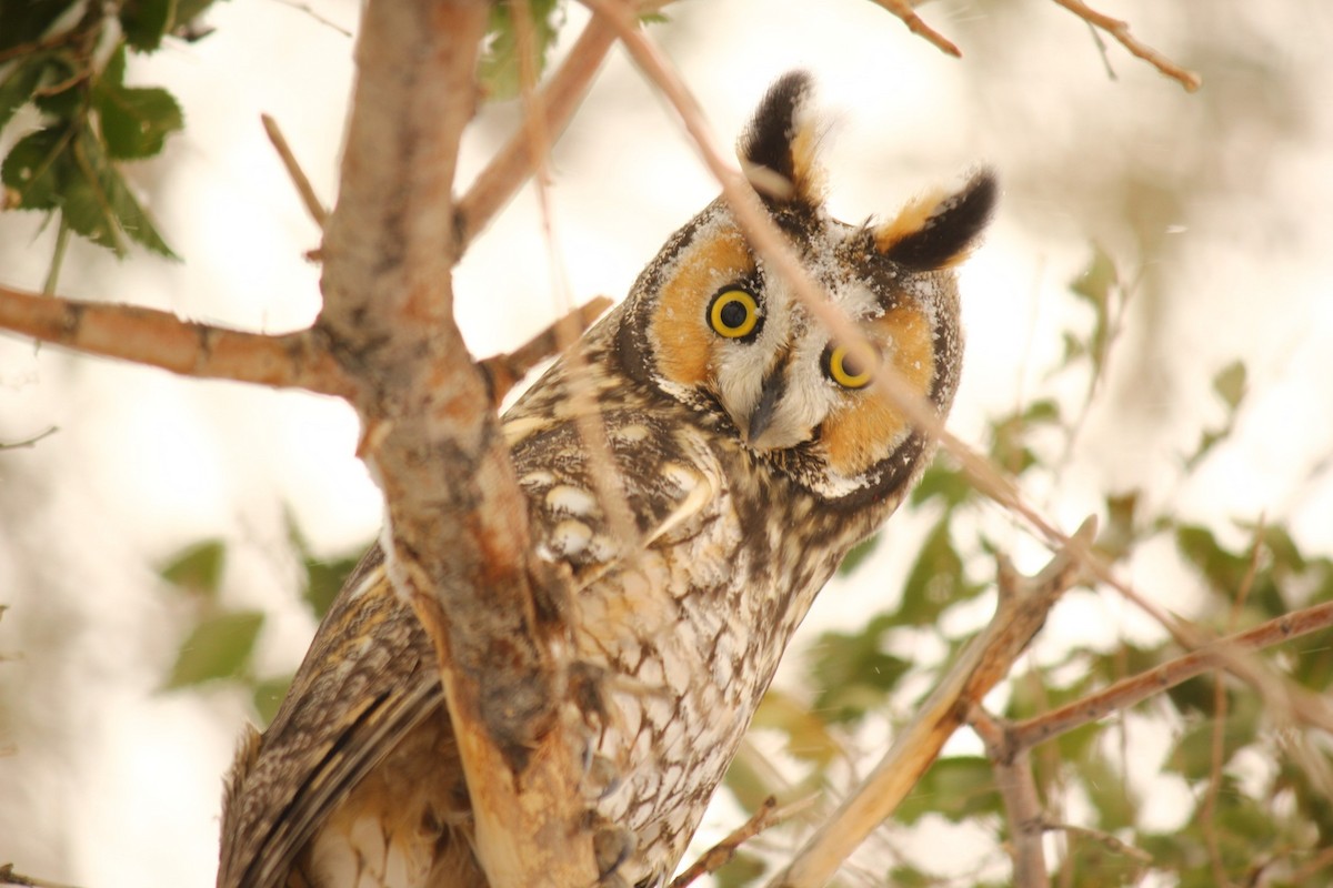 Long-eared Owl - ML619938378