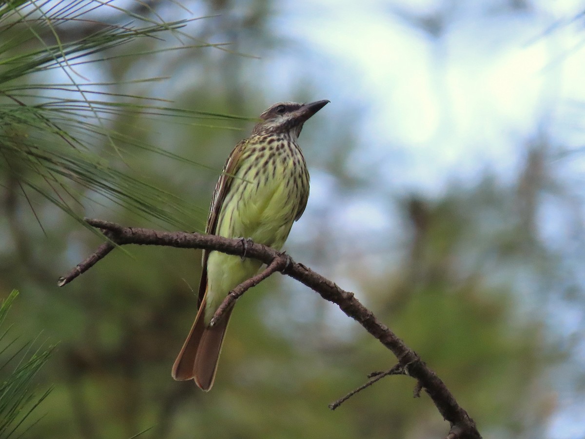 Sulphur-bellied Flycatcher - ML619938379