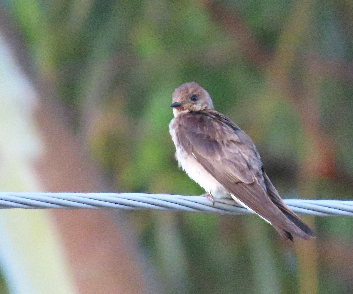 Northern Rough-winged Swallow - ML619938381