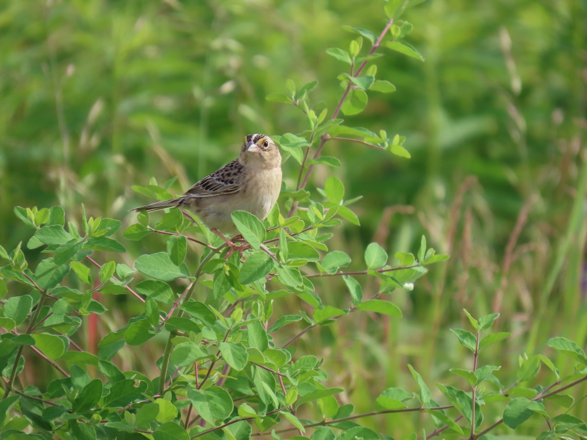 Grasshopper Sparrow - ML619938385