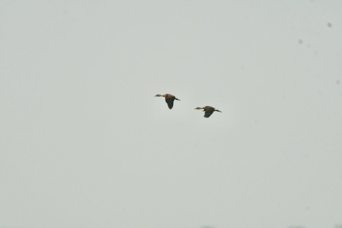 Fulvous Whistling-Duck - ML619938388