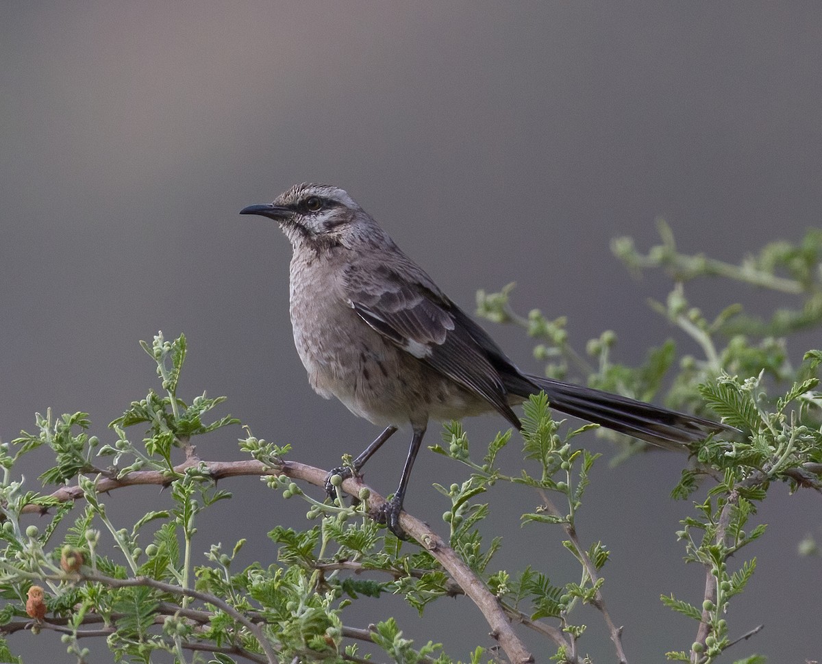 Long-tailed Mockingbird - ML619938400