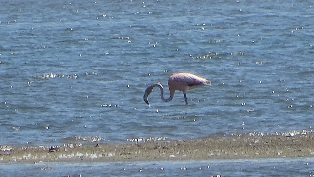 Amerika Flamingosu - ML619938414