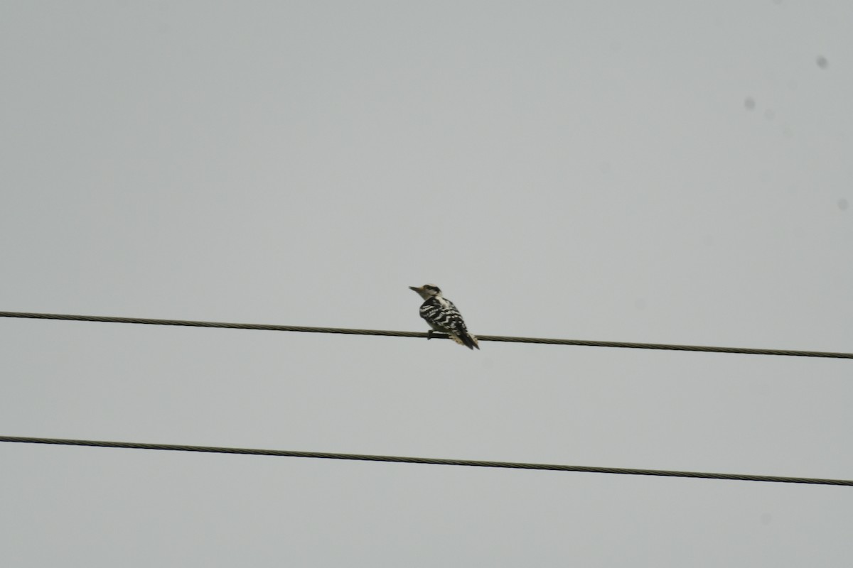 Downy Woodpecker - ML619938417