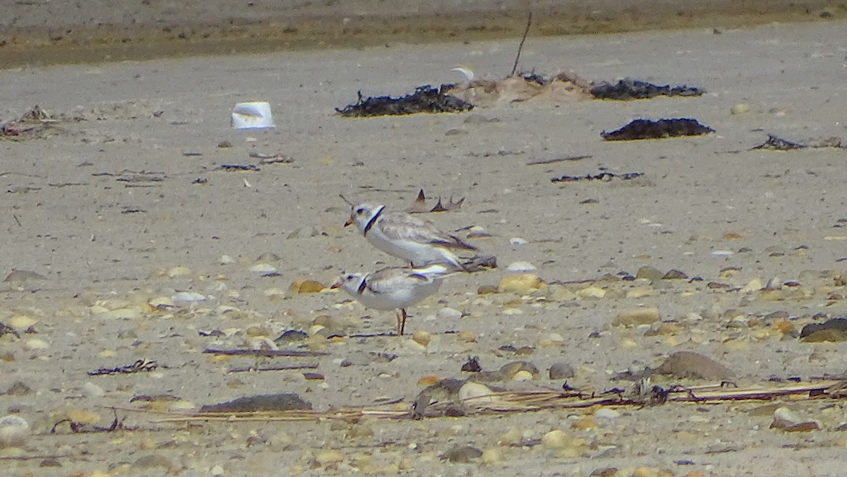 Piping Plover - ML619938430