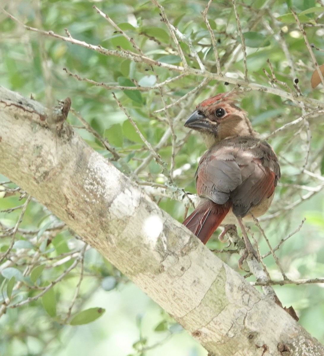 Northern Cardinal - John  Paalvast