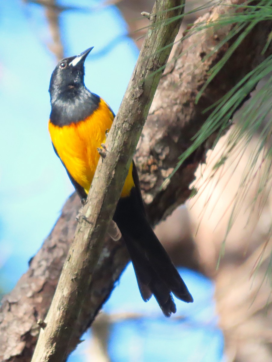 Black-vented Oriole - ML619938433