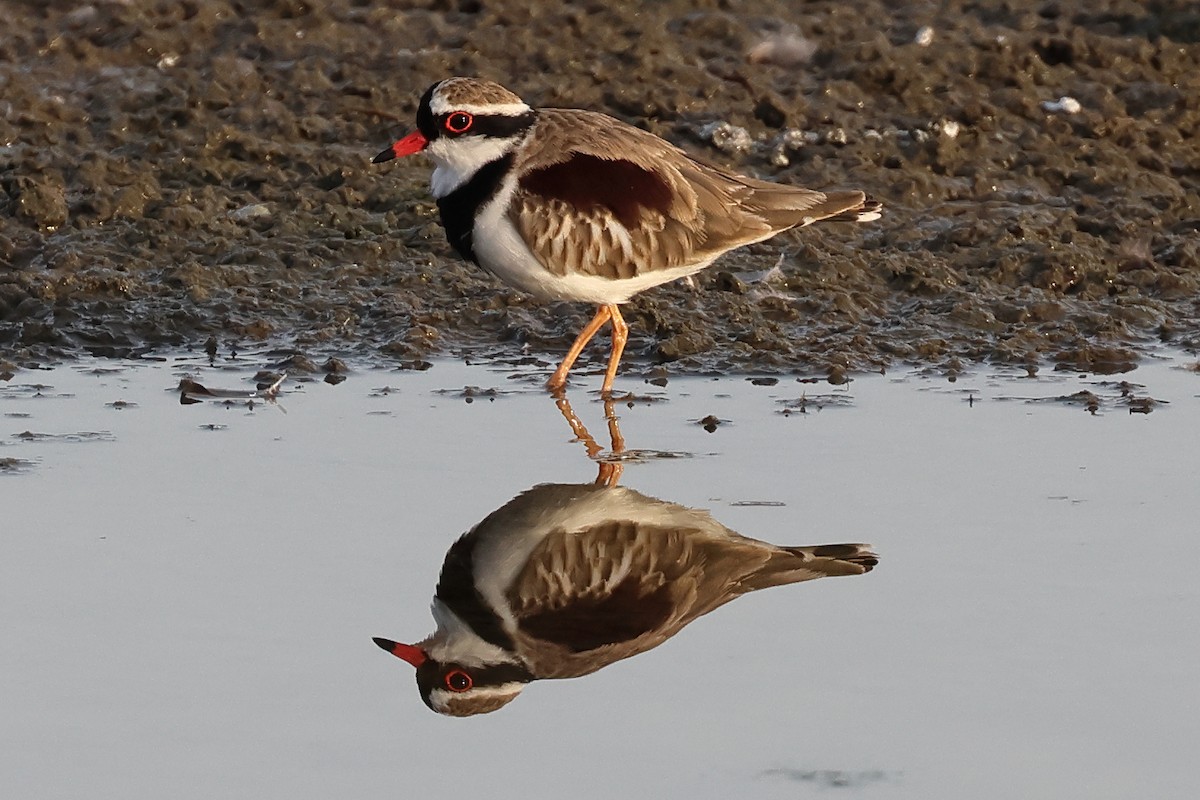 Black-fronted Dotterel - ML619938446