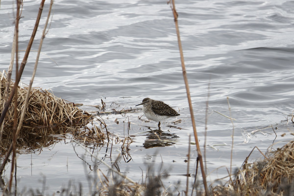 Wood Sandpiper - ML619938449