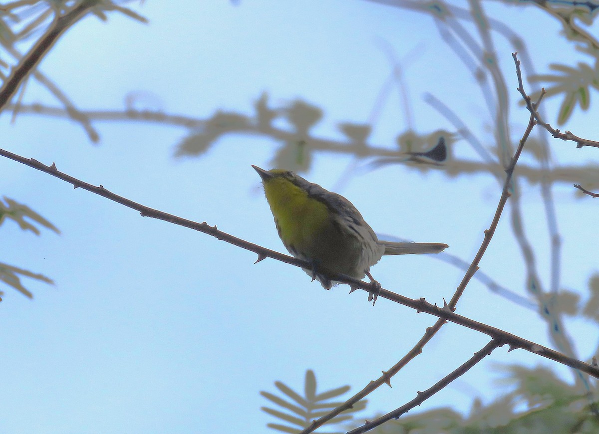 Grace's Warbler - ML619938450