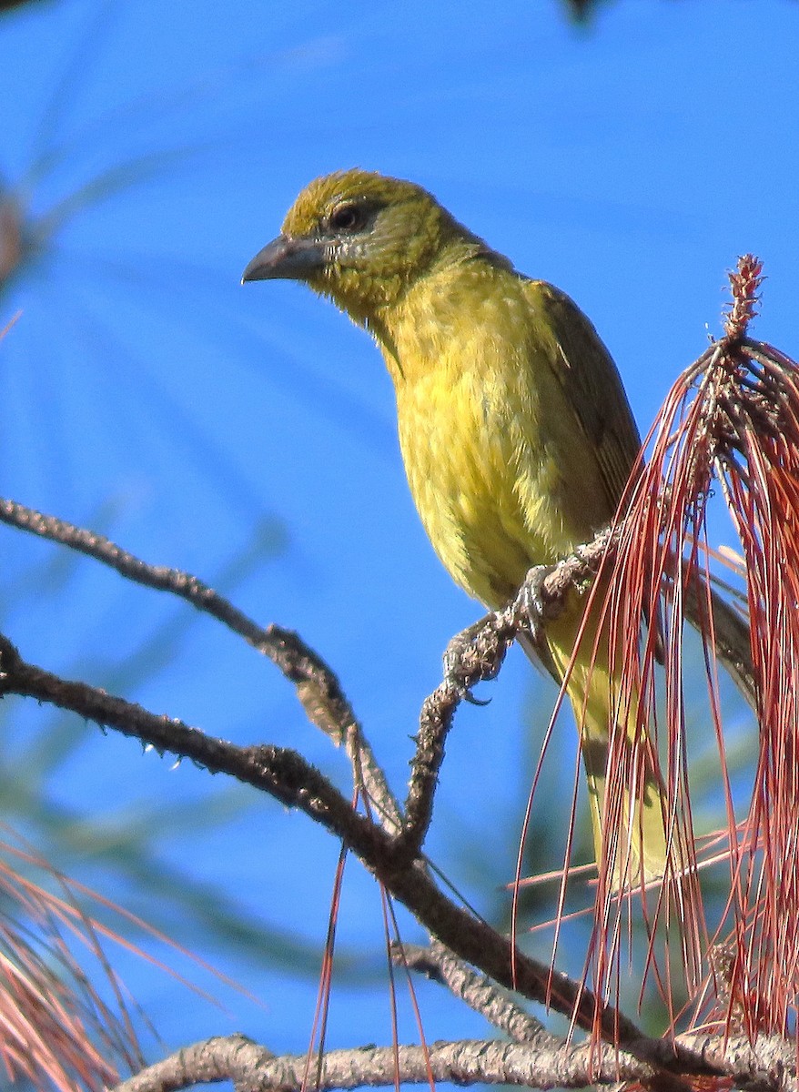 Hepatic Tanager - ML619938455