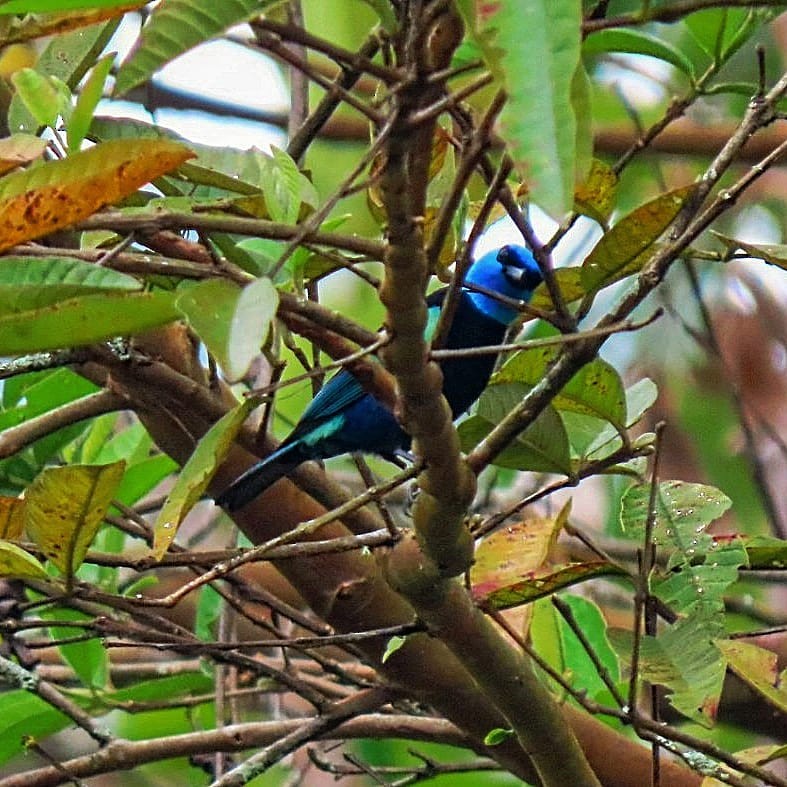 Blue-necked Tanager - ML619938463
