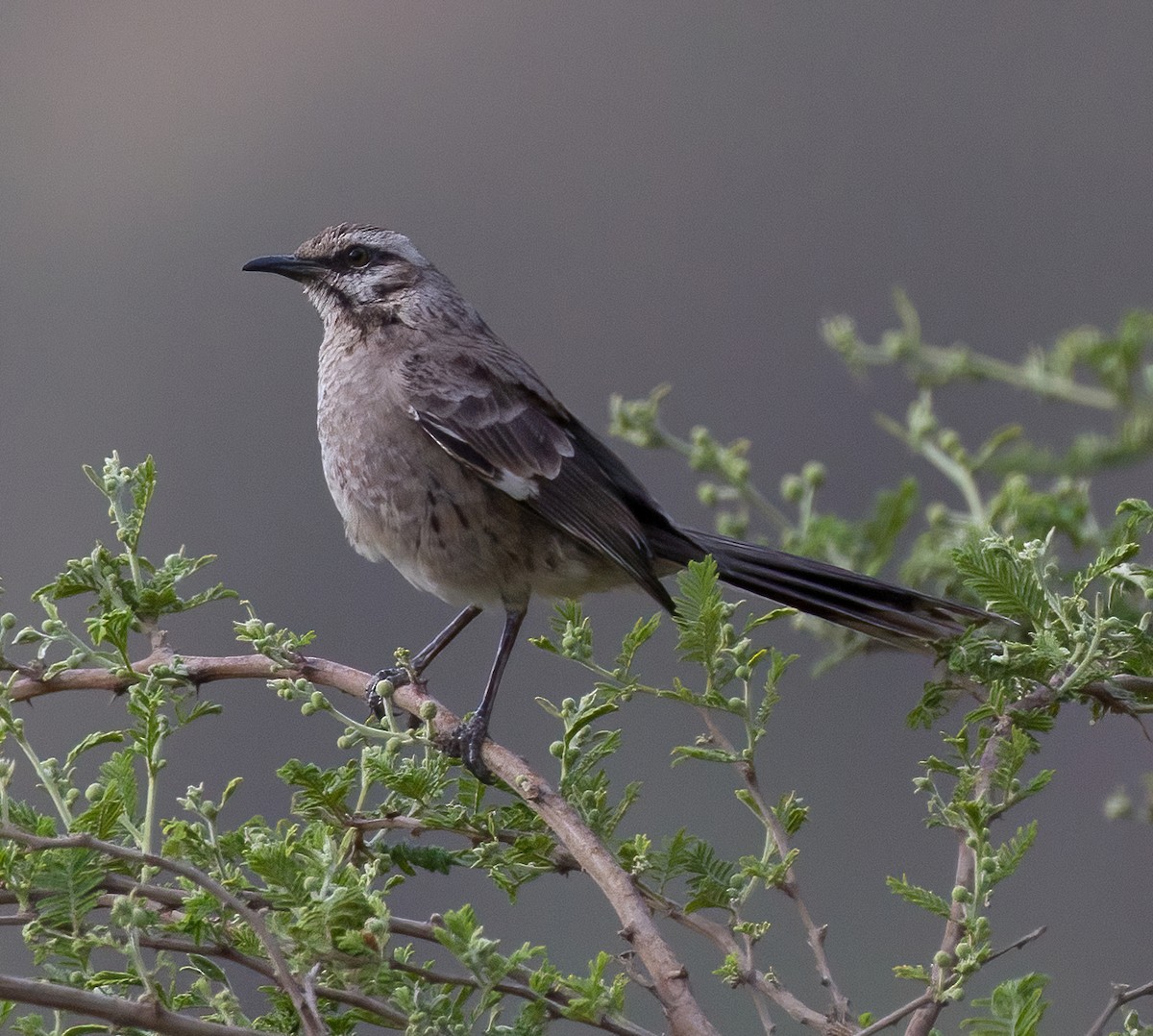 Long-tailed Mockingbird - ML619938472