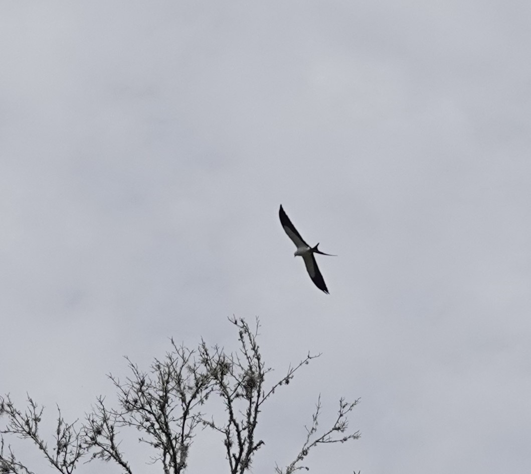 Swallow-tailed Kite - John  Paalvast