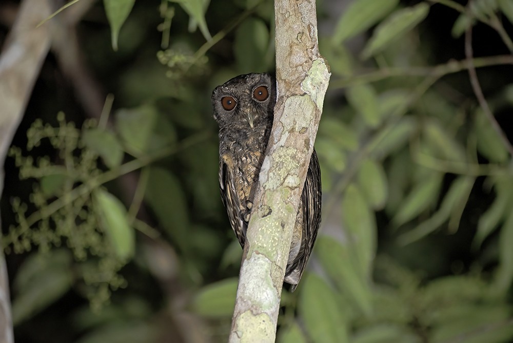 Tawny-bellied Screech-Owl (Tawny-bellied) - ML619938474