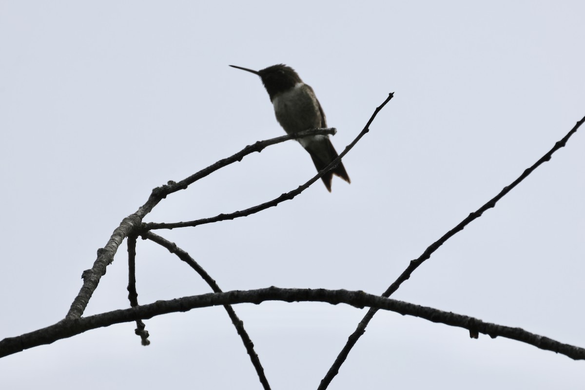 Ruby-throated Hummingbird - ML619938476