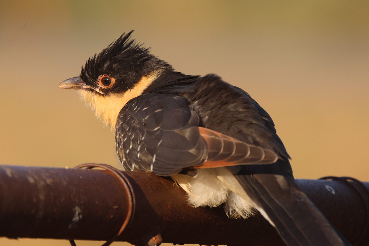 Great Spotted Cuckoo - ML619938477