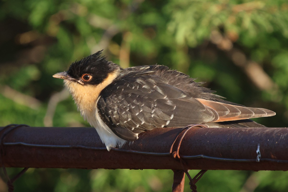 Great Spotted Cuckoo - ML619938488