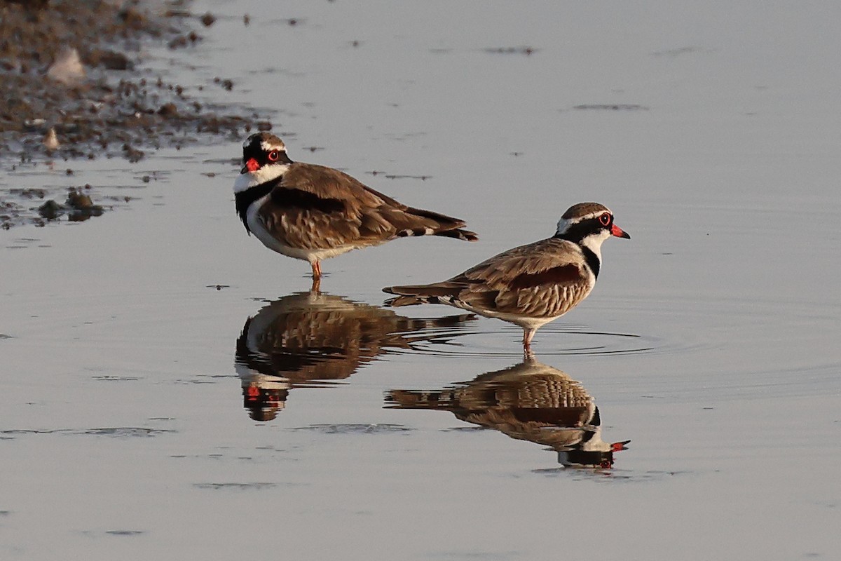 Black-fronted Dotterel - ML619938492