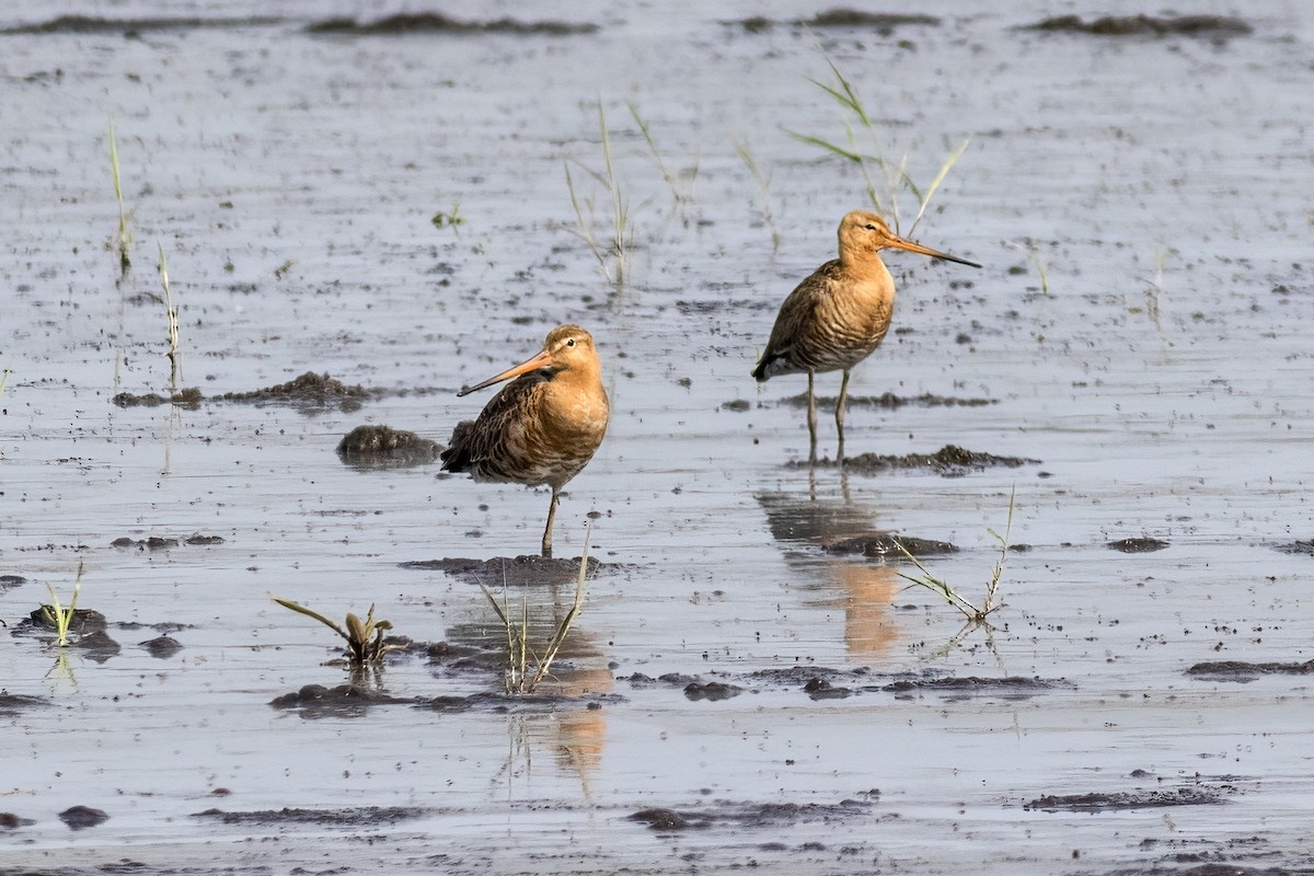 Black-tailed Godwit - ML619938493