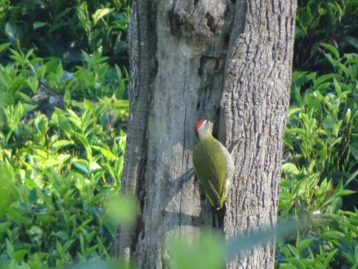 Crimson-backed Flameback - ML619938495