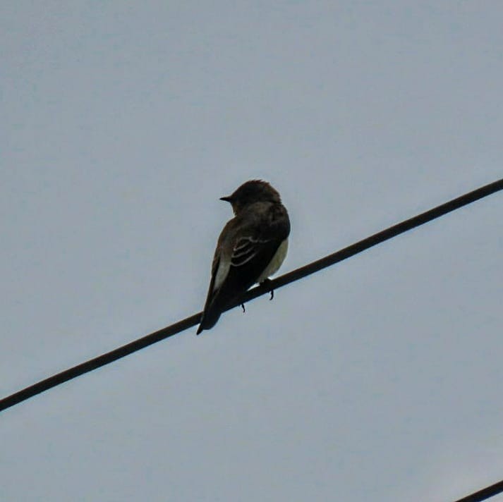 Southern Rough-winged Swallow - ML619938502