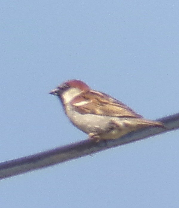 House Sparrow - ML619938509