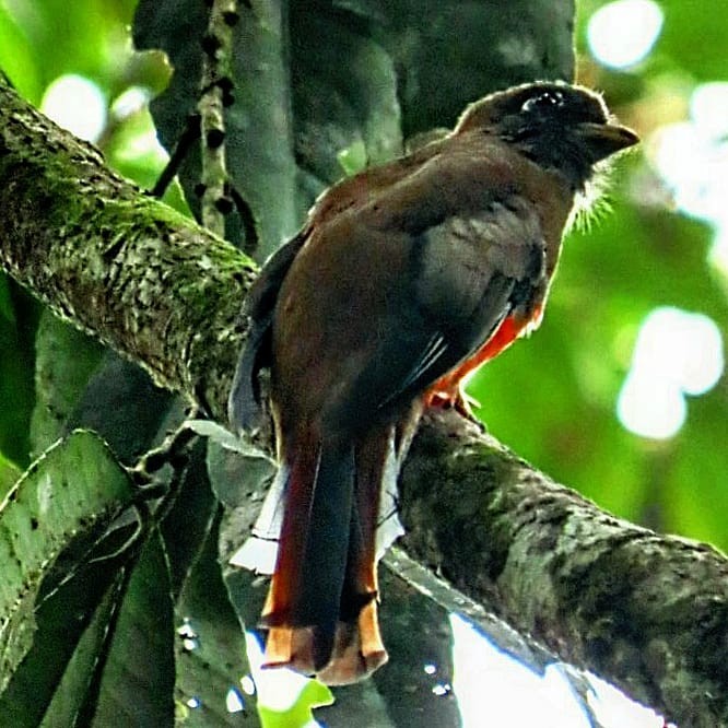 Masked Trogon - ML619938537