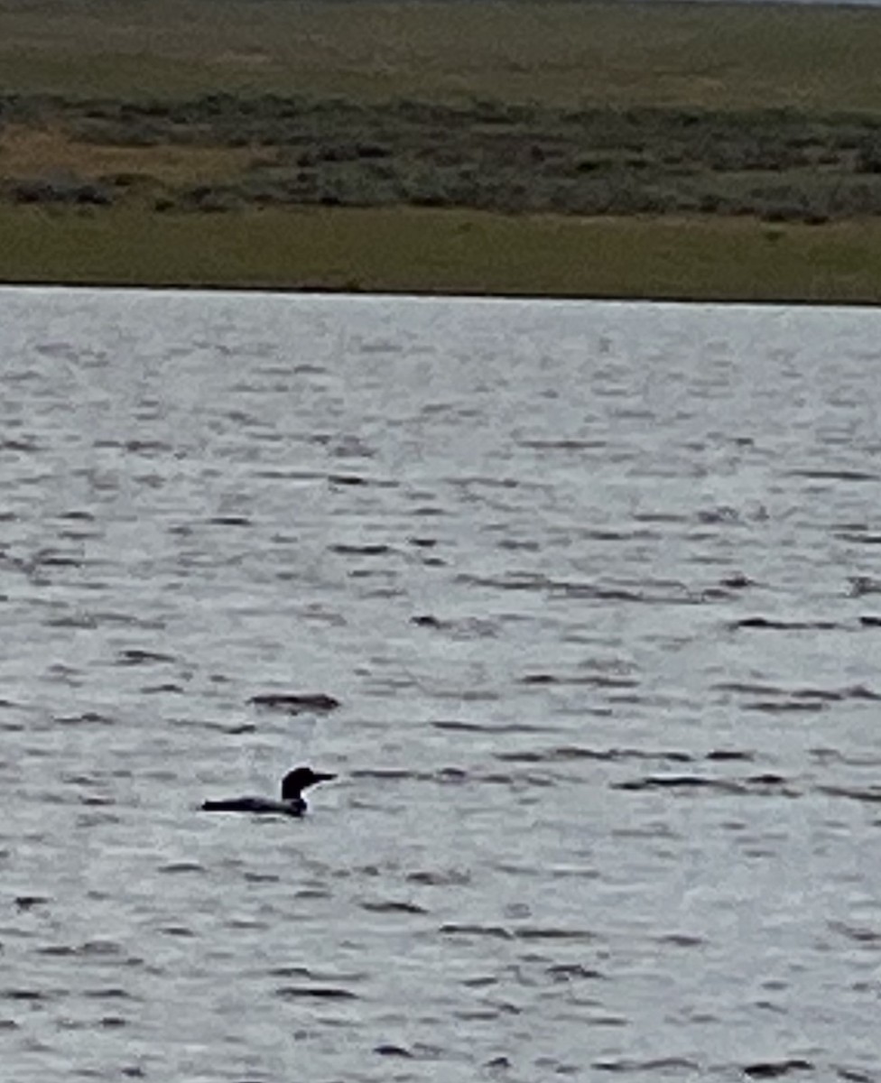 Common Loon - ML619938538