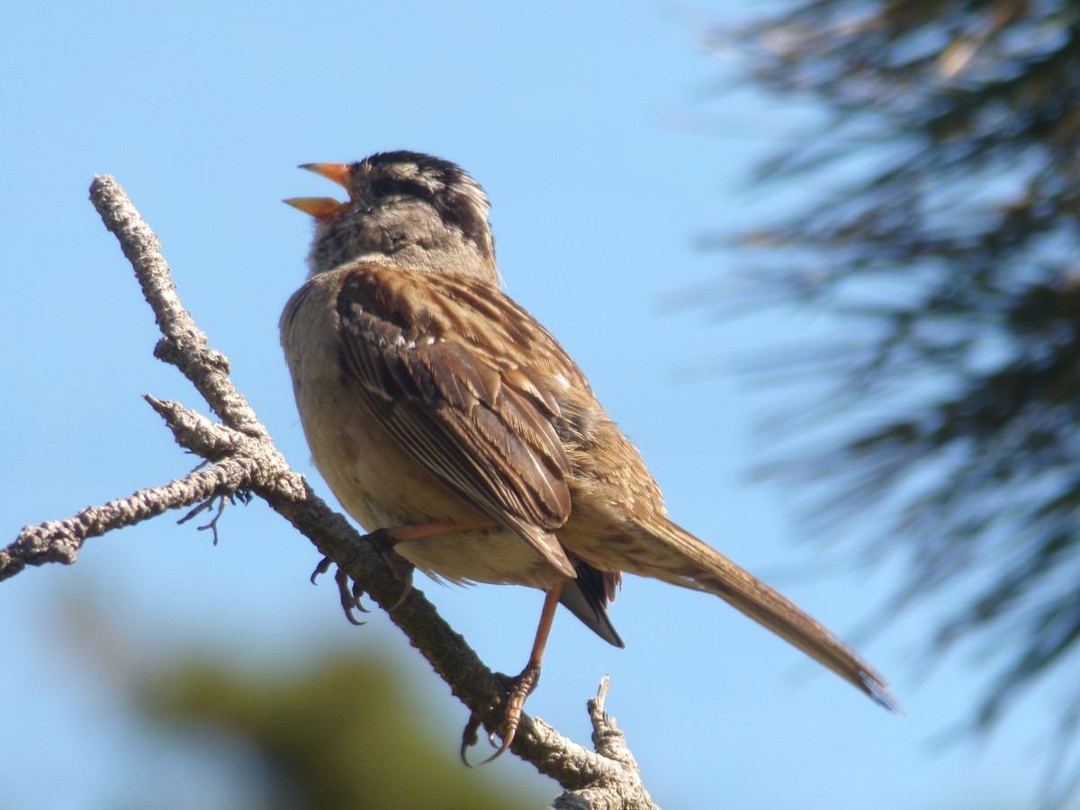 White-crowned Sparrow (nuttalli) - ML619938550