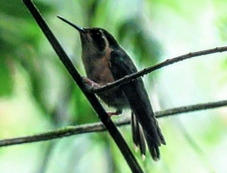 Speckled Hummingbird (melanogenys Group) - ML619938552