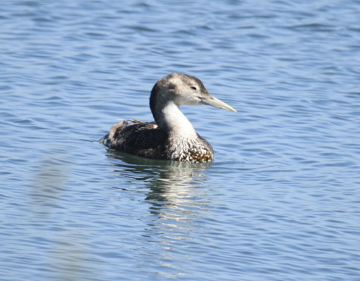 Plongeon à bec blanc - ML619938568