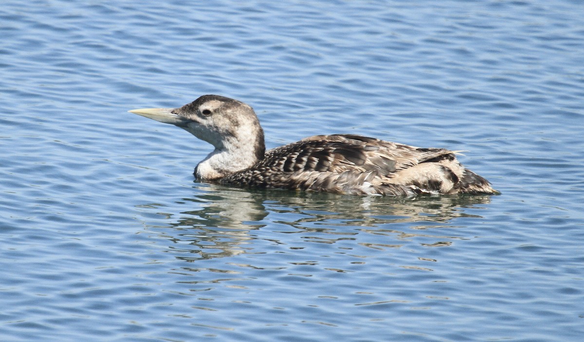 Yellow-billed Loon - ML619938569