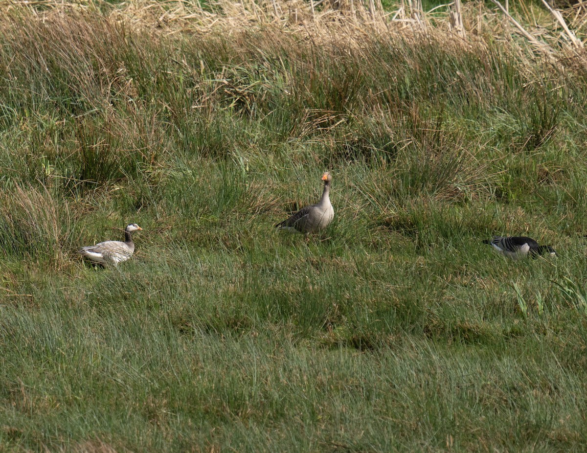 Graylag x Barnacle Goose (hybrid) - ML619938574