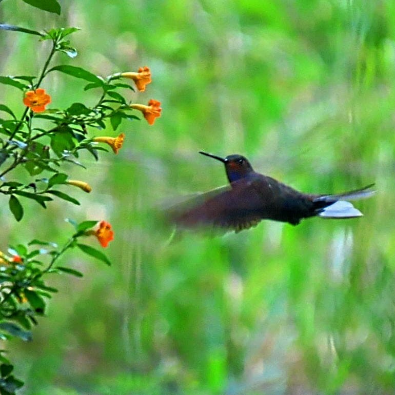 kolibřík irisový - ML619938576