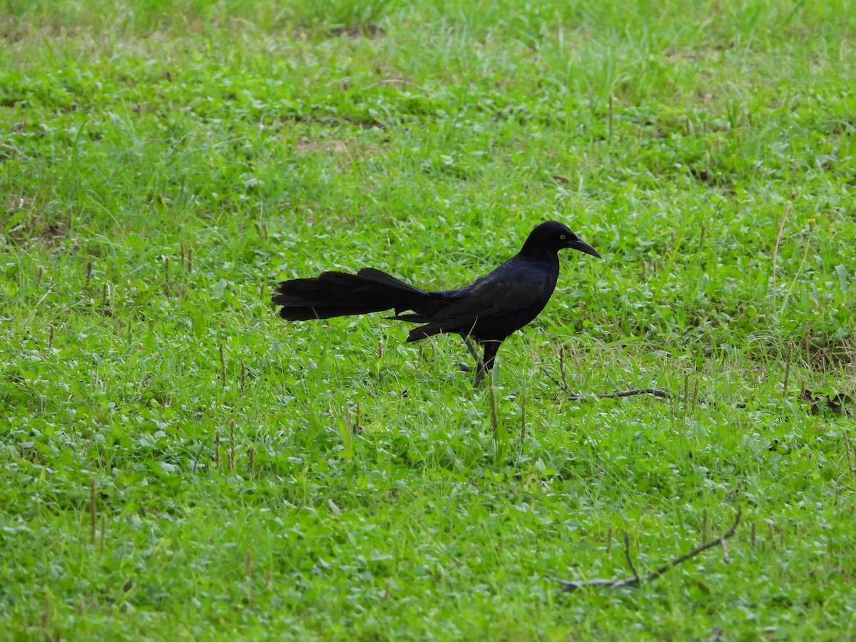Great-tailed Grackle - ML619938578