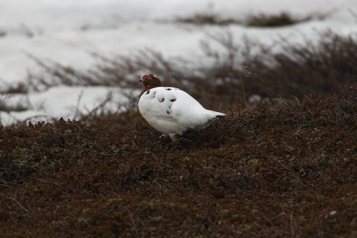 Willow Ptarmigan - ML619938587