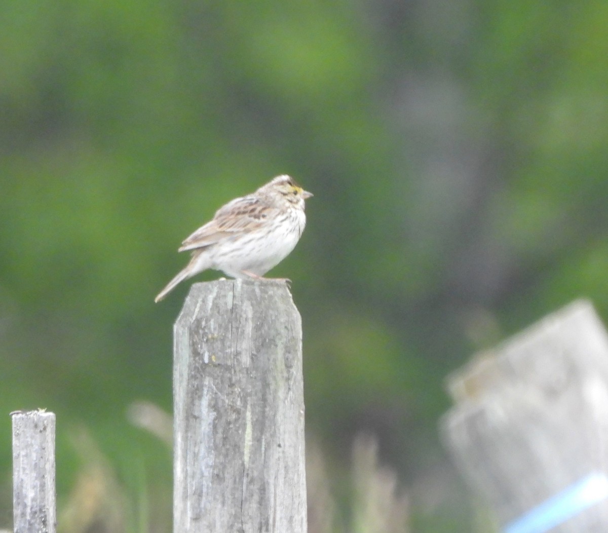 Savannah Sparrow - ML619938589