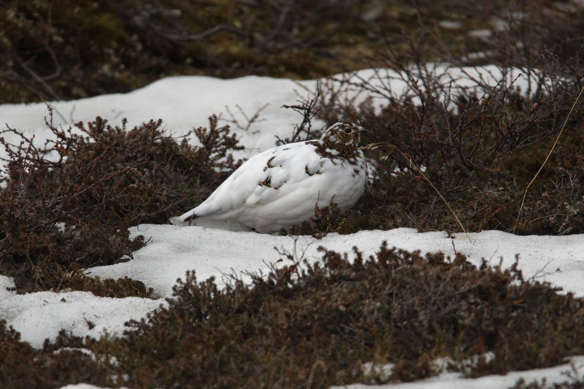 Moorschneehuhn - ML619938591