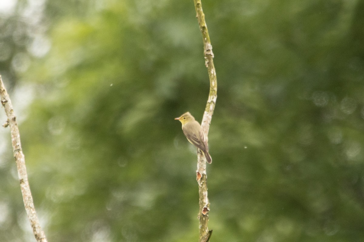 Icterine Warbler - ML619938596