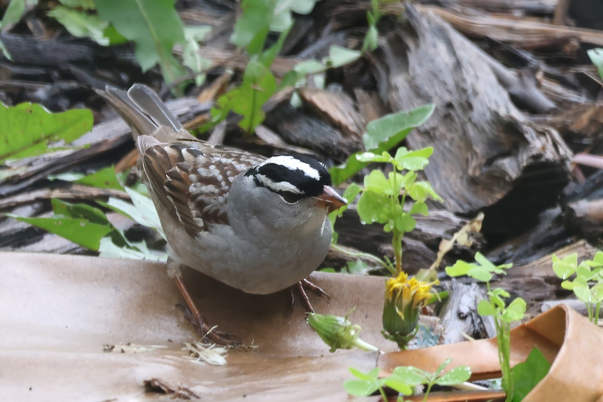 White-crowned Sparrow - ML619938632