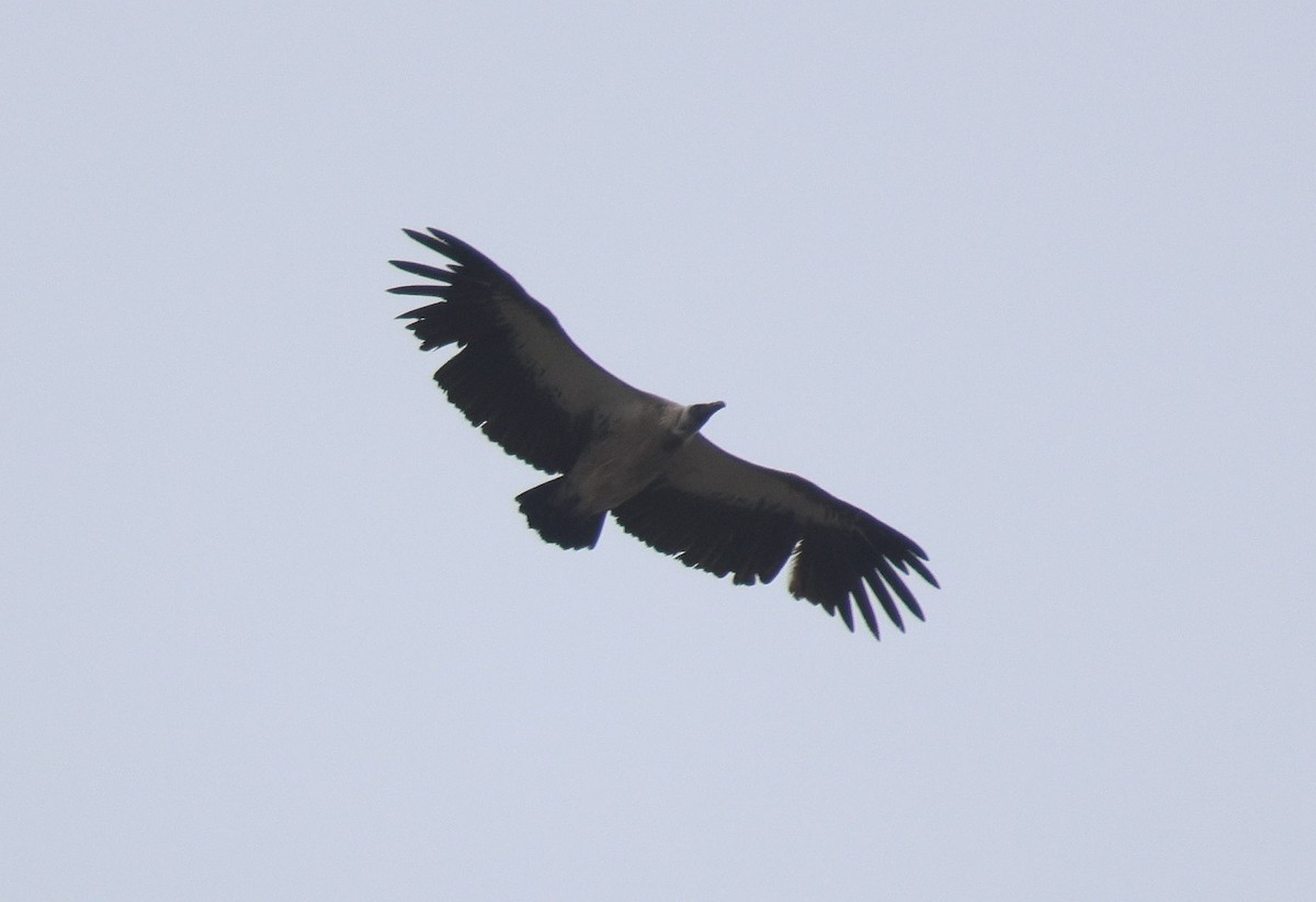 White-backed Vulture - ML619938667