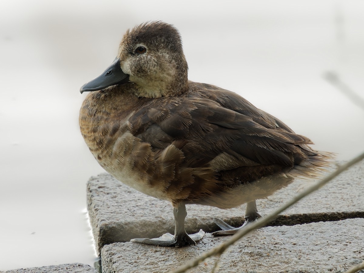 Ring-necked Duck - ML619938678