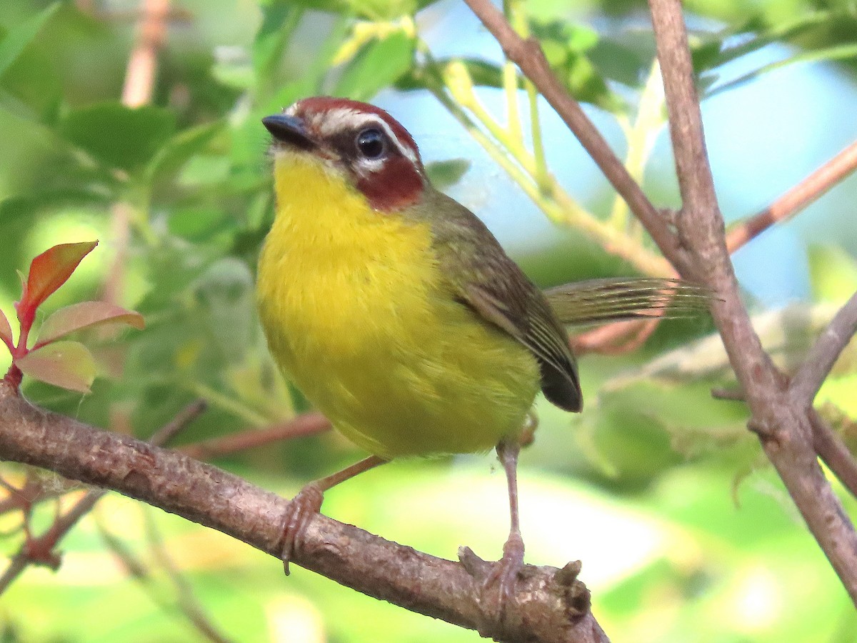 Chestnut-capped Warbler - ML619938691