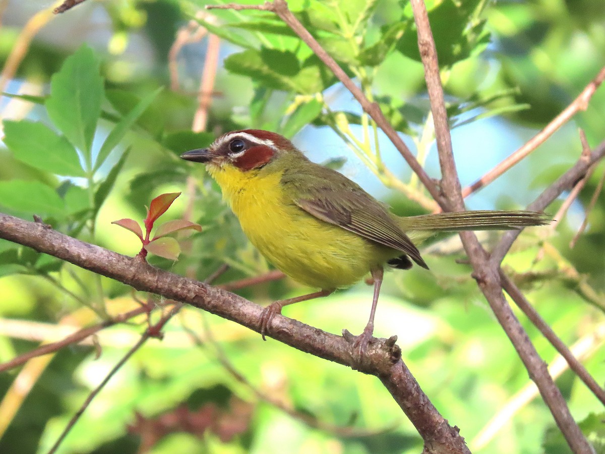 Chestnut-capped Warbler - ML619938692