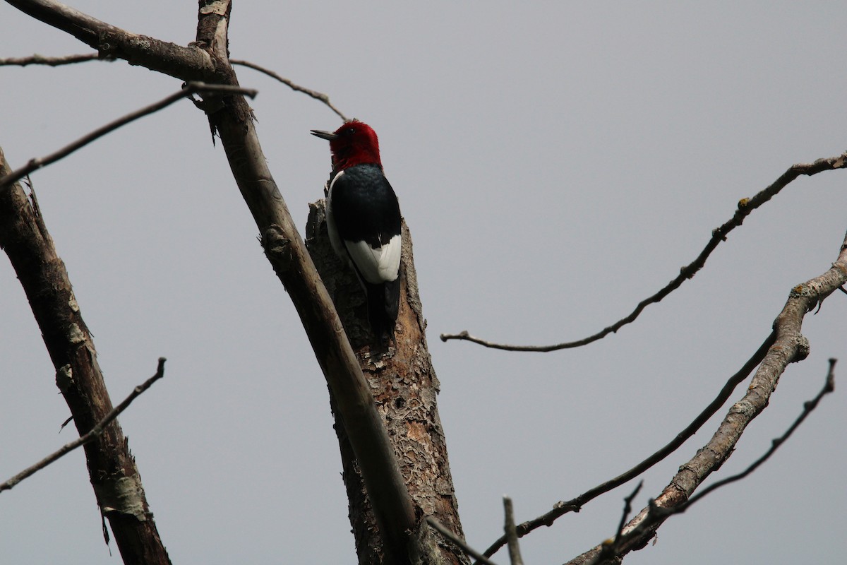 Red-headed Woodpecker - ML619938702