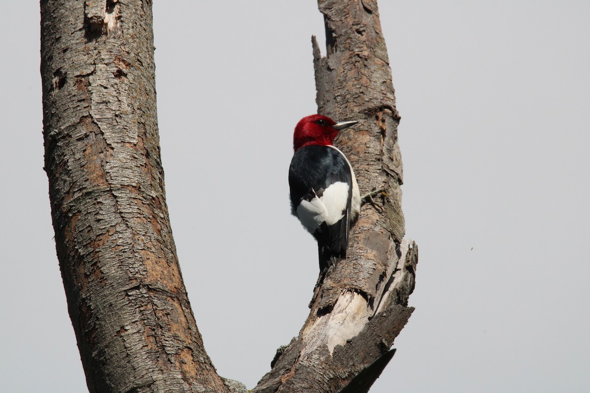 Red-headed Woodpecker - ML619938703